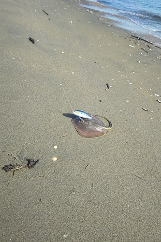 エイの釣果