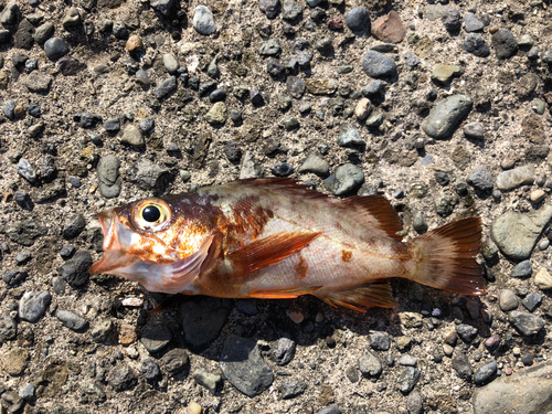 アカメバルの釣果