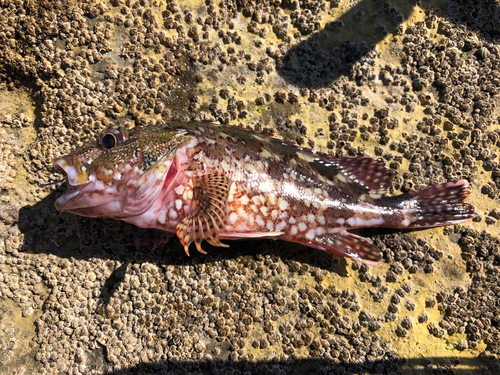 カサゴの釣果