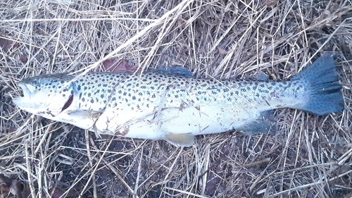 ブラウントラウトの釣果