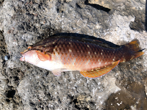 ホシササノハベラの釣果