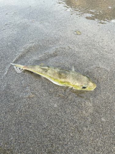 シロサバフグの釣果