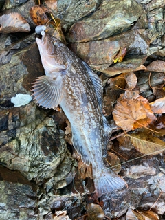 アイナメの釣果