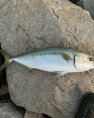 メジロの釣果