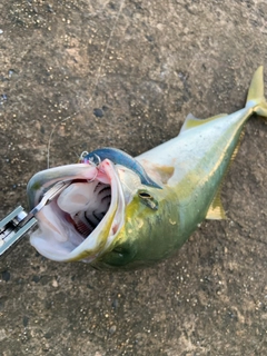 ワラサの釣果