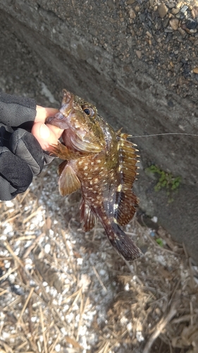 カサゴの釣果