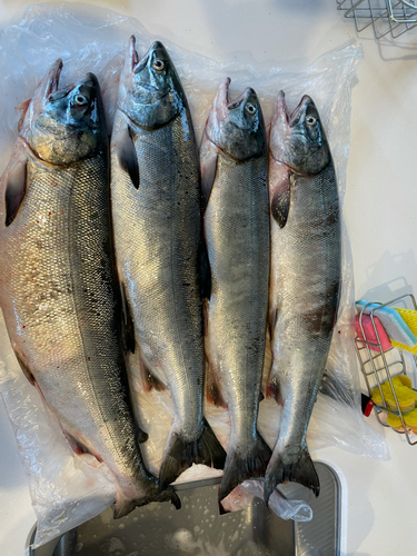 アキアジの釣果