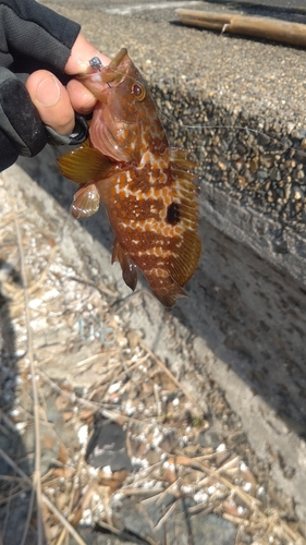 サゴシの釣果