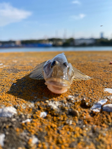 マハゼの釣果