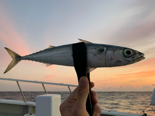 マサバの釣果