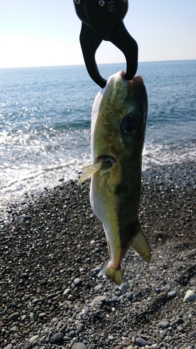 フグの釣果