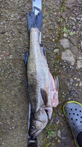 スズキの釣果