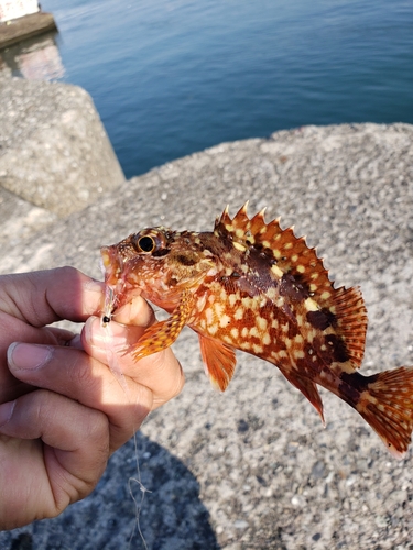 カサゴの釣果