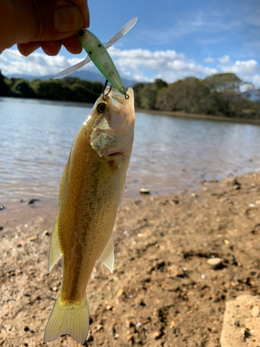 ラージマウスバスの釣果