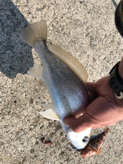 シログチの釣果