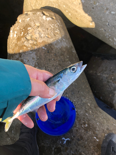 サバの釣果