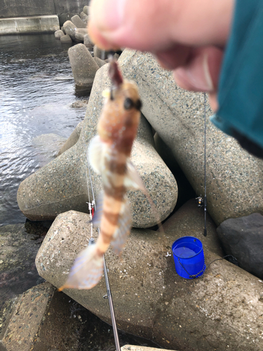 イトヒキハゼの釣果