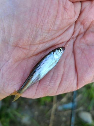 オイカワの釣果