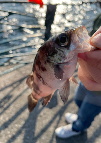 メバルの釣果