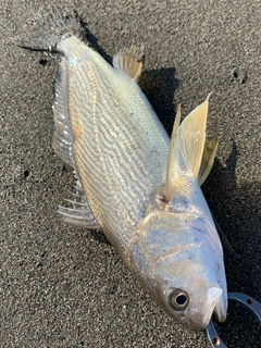 イシモチの釣果