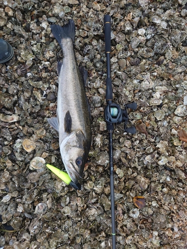 スズキの釣果