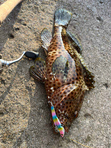 シロブチハタの釣果