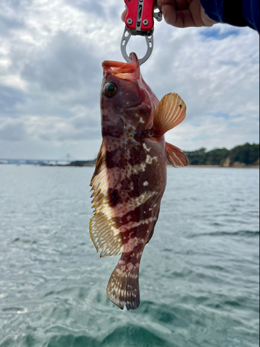 アコウの釣果