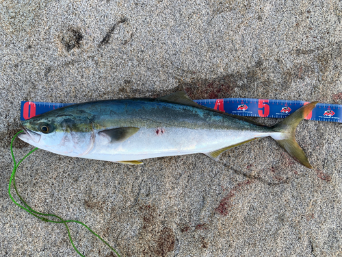 メジロの釣果