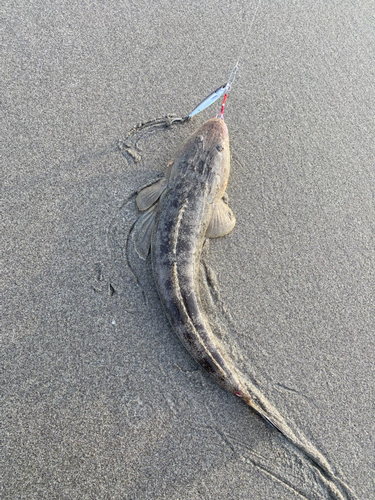 マゴチの釣果