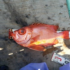 チカメキントキの釣果