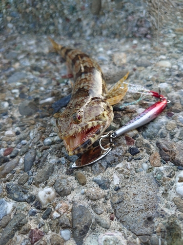 エソの釣果