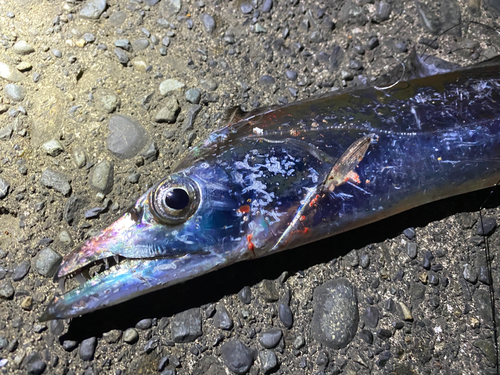 タチウオの釣果