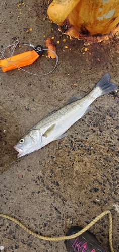 セイゴ（マルスズキ）の釣果