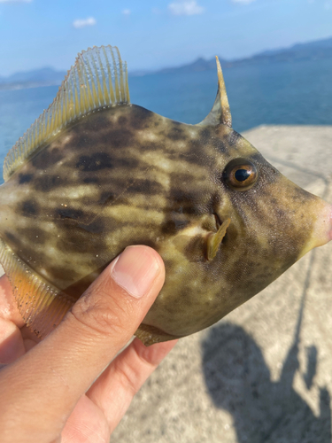 カワハギの釣果