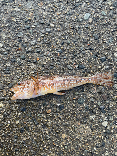 アナハゼの釣果