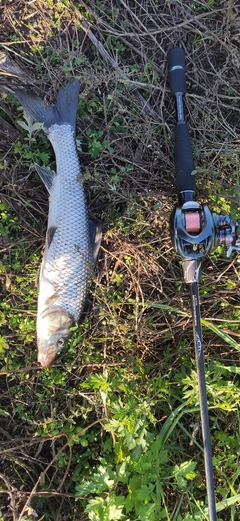 コイの釣果