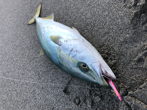 イナダの釣果