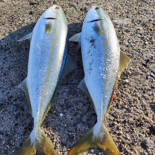 イナダの釣果