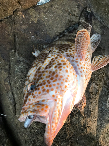 オオモンハタの釣果