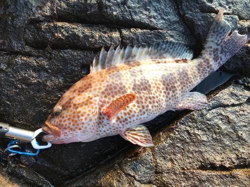 オオモンハタの釣果