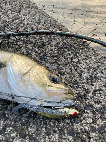 フッコ（マルスズキ）の釣果