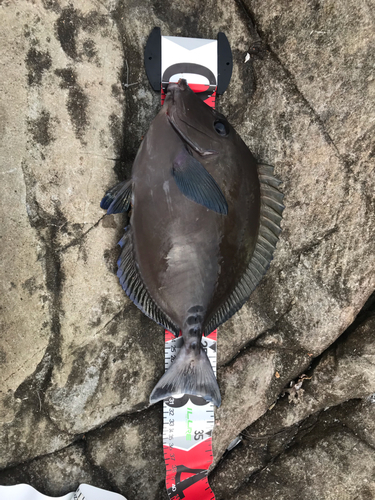 サンノジの釣果