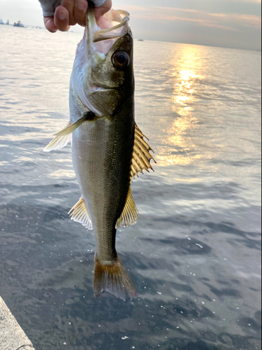 フッコ（マルスズキ）の釣果