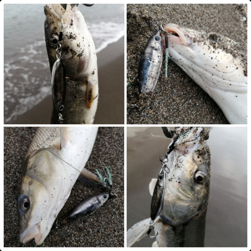 ウグイの釣果