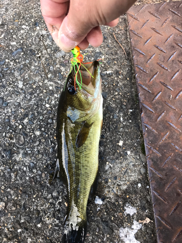 ラージマウスバスの釣果