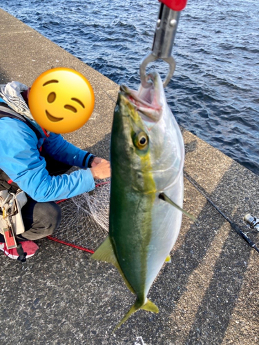 イナダの釣果