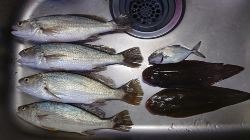 イシモチの釣果