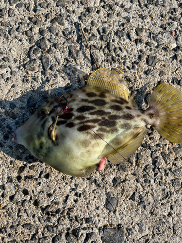 カワハギの釣果