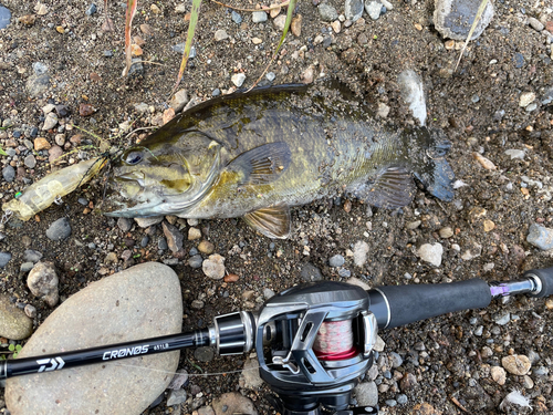 スモールマウスバスの釣果