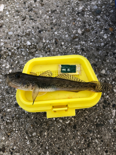 マハゼの釣果